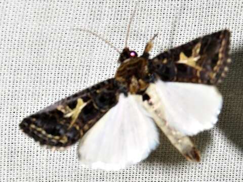 Image of Spodoptera apertura Walker 1865