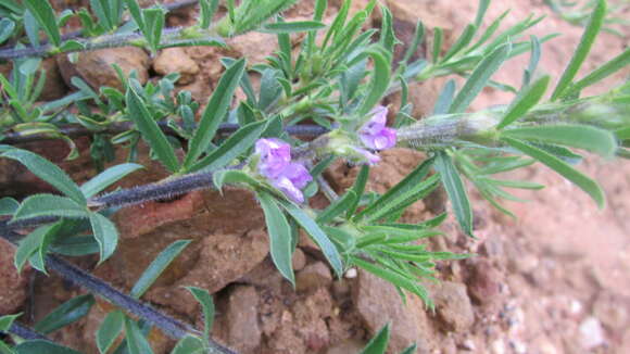 Plancia ëd Otholobium bolusii (H. M. L. Forbes) C. H. Stirt.