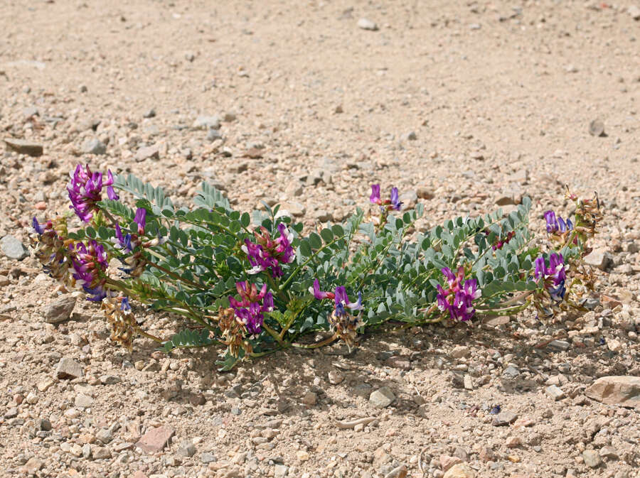 Image of Astragalus oophorus var. oophorus