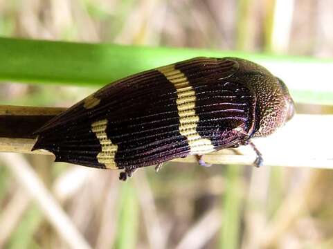 Слика од Astraeus navarchis (Thomson 1856)