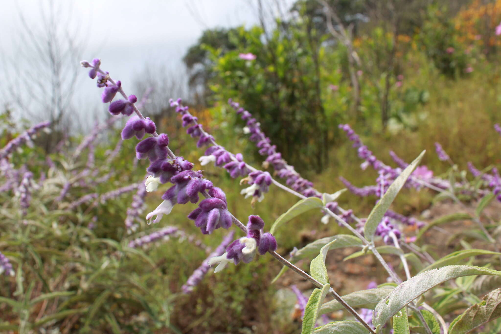 Sivun Salvia leucantha Cav. kuva