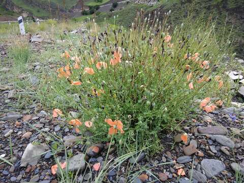 Image of Papaver fugax Poir.