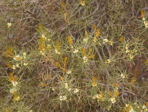 Image of Hakea mitchellii Meissn.