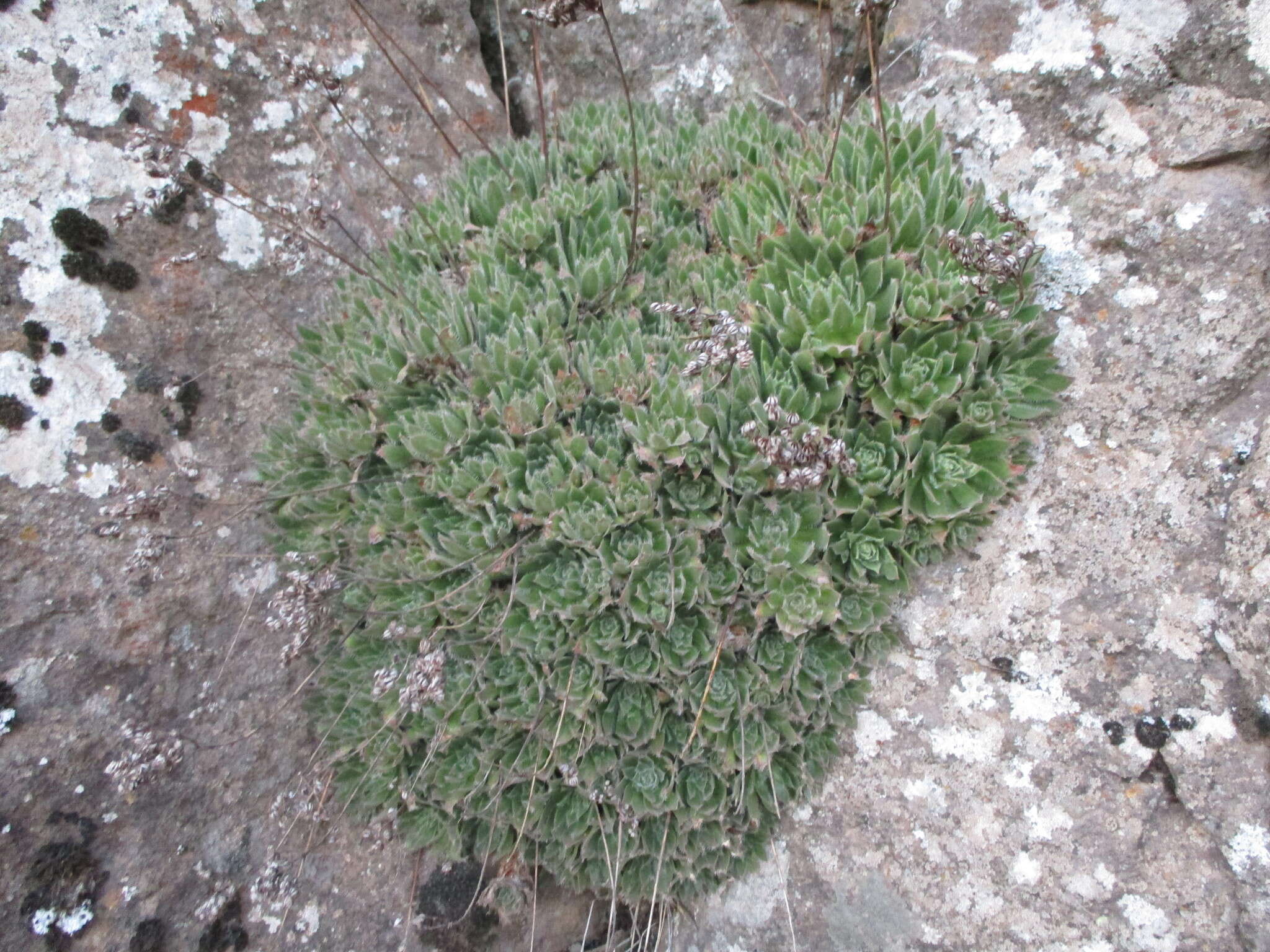 Image of Aeonium simsii (Sweet) W. T. Stearn