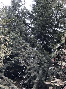 Image of Bristlecone Fir