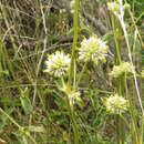 Image of Gomphrena perennis L.