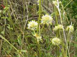 Image of Gomphrena perennis L.