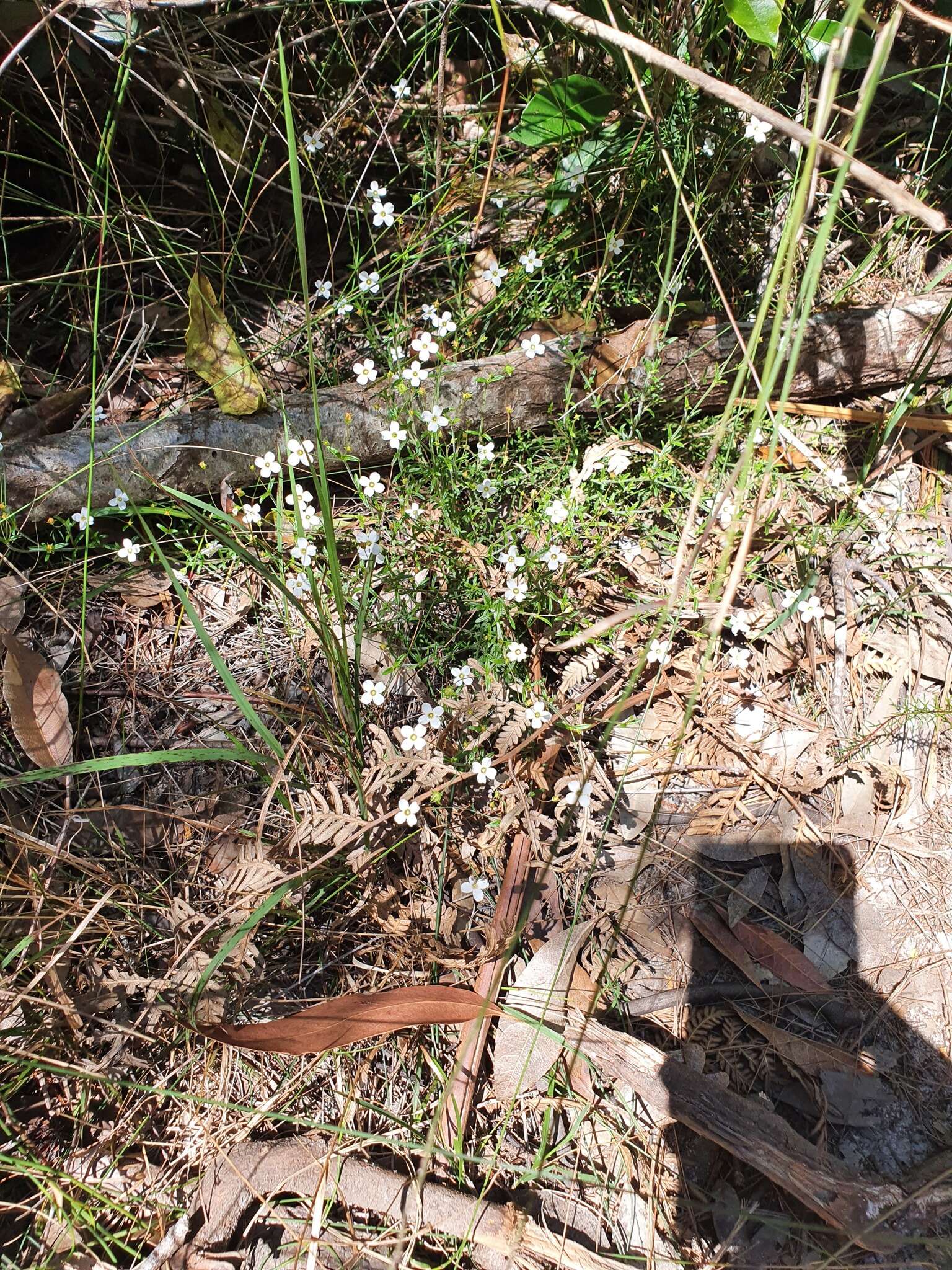 Image of Mitrasacme polymorpha R. Br.