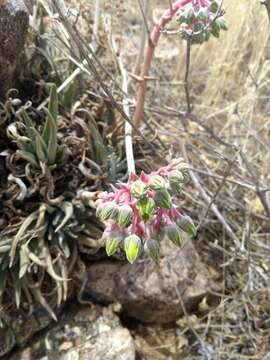 Sivun Dudleya saxosa subsp. aloides (Rose) Moran kuva