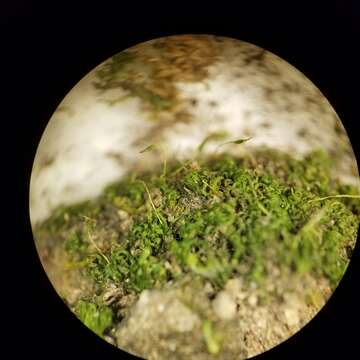 Image of rhabdoweisia moss