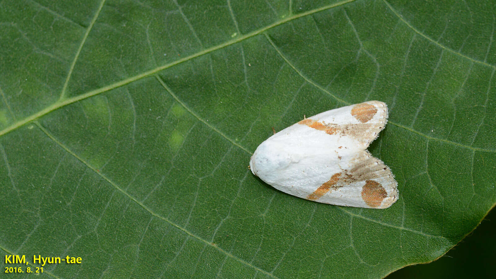 صورة <i>Sphragifera biplagiata</i>