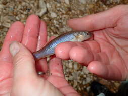 Image of Northern Studfish