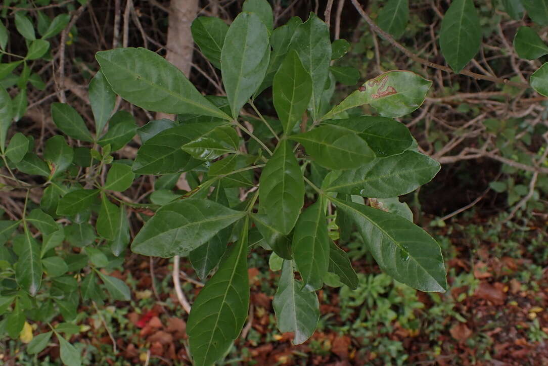 Allophylus decipiens (Sond.) Radlk.的圖片