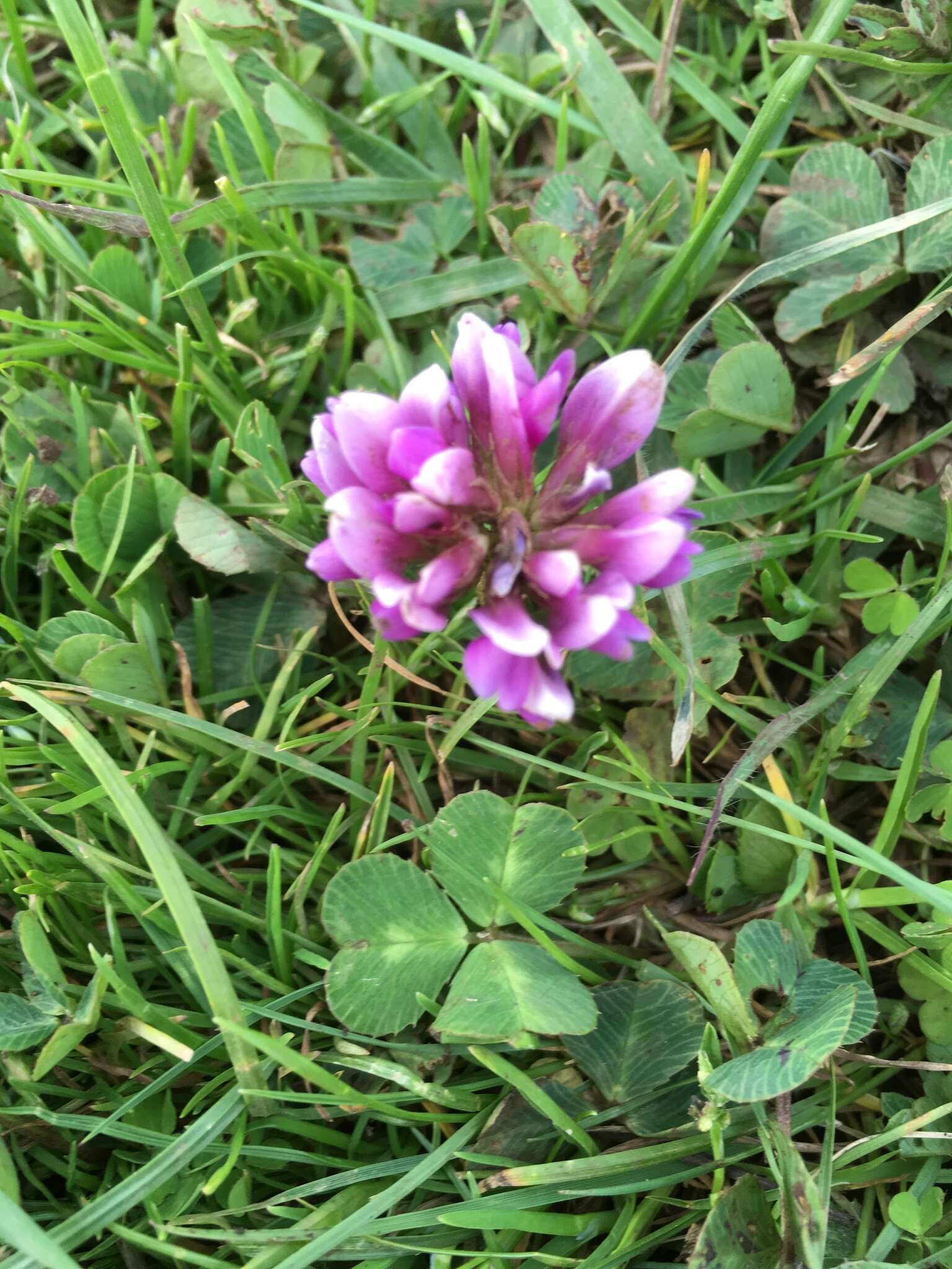 Image of Trifolium burchellianum subsp. johnstonii (Oliv.) J. B. Gillett