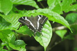 Image of Papilio delalandei Godart (1824)