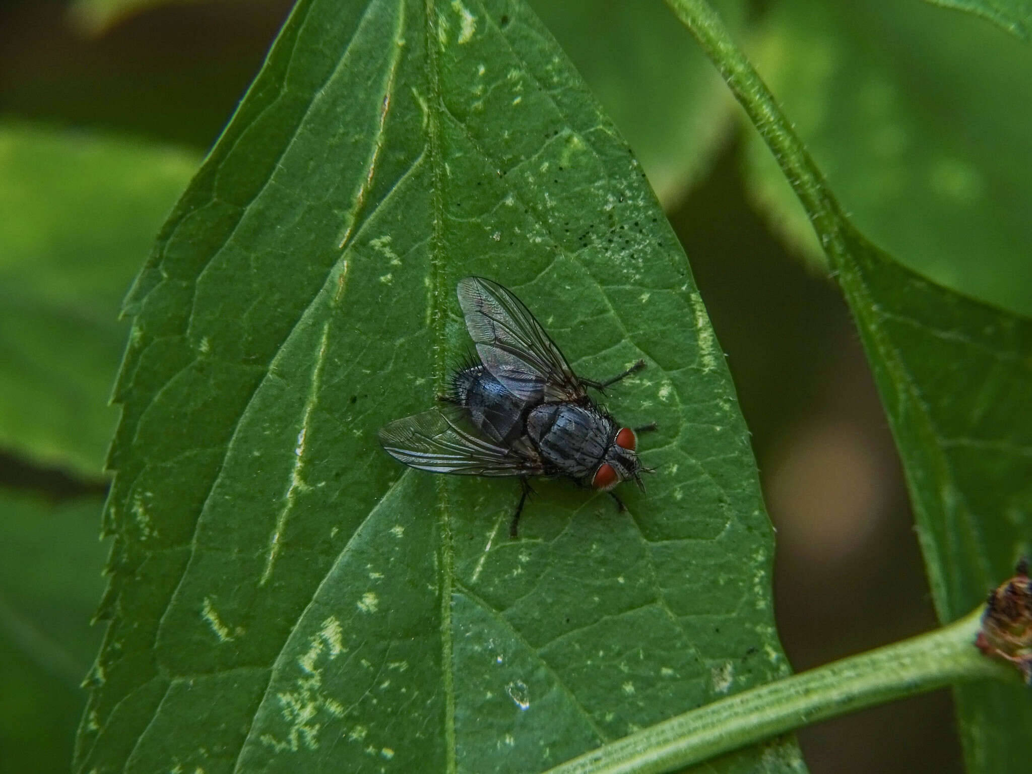 Image of Epicampocera