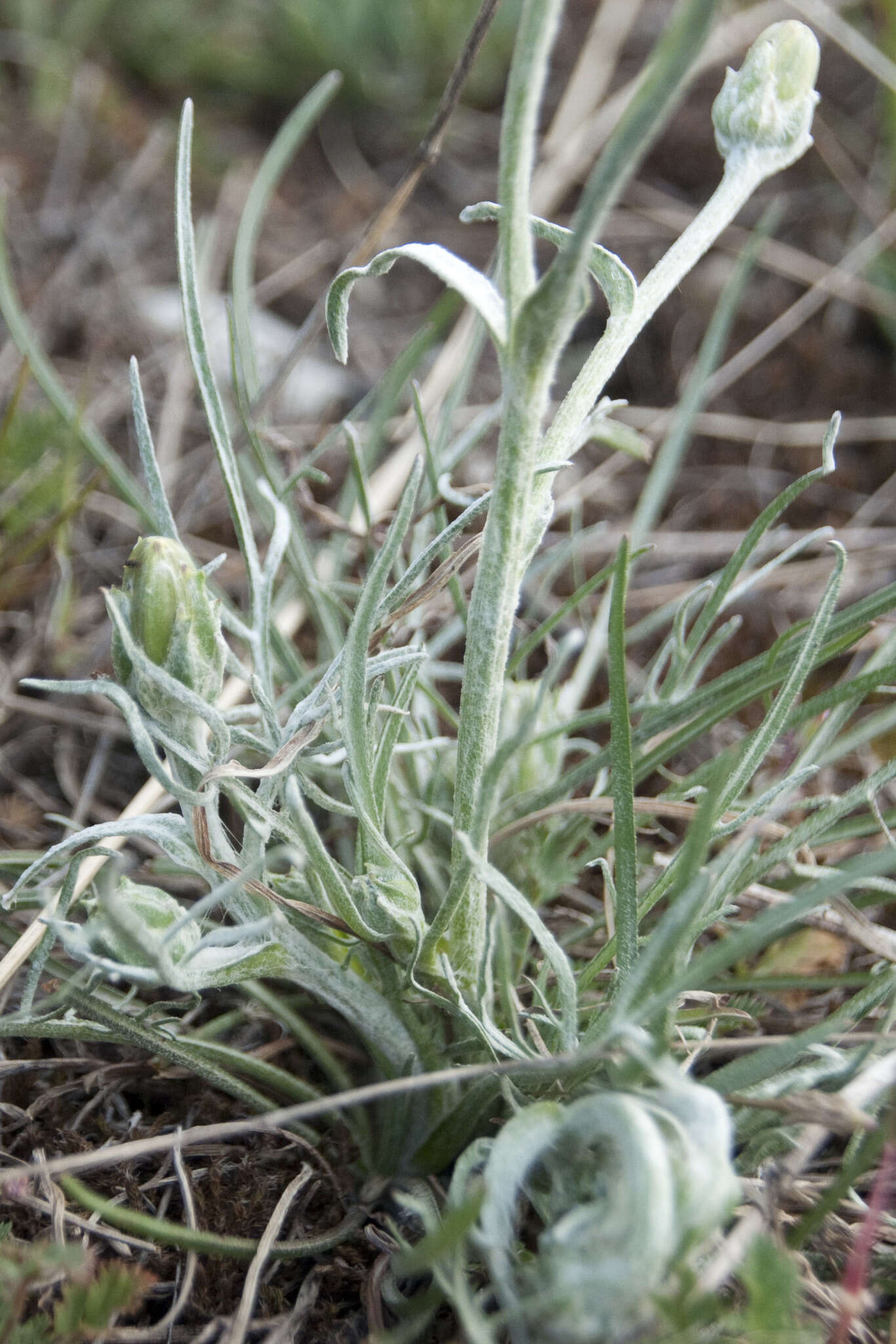 Image of Podospermum canum C. A. Mey.