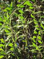 Image of Capparis fascicularis var. fascicularis