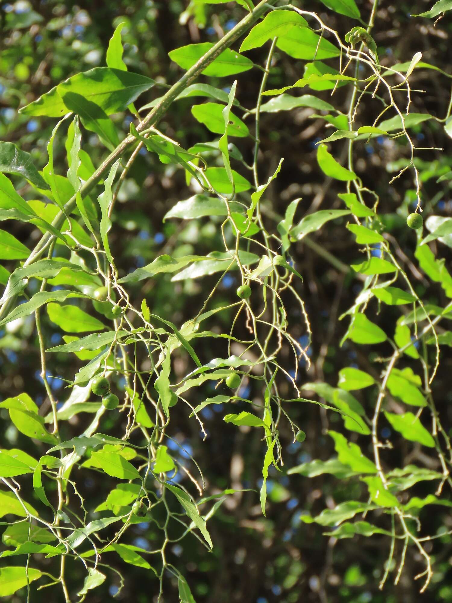 Image of Capparis fascicularis var. fascicularis