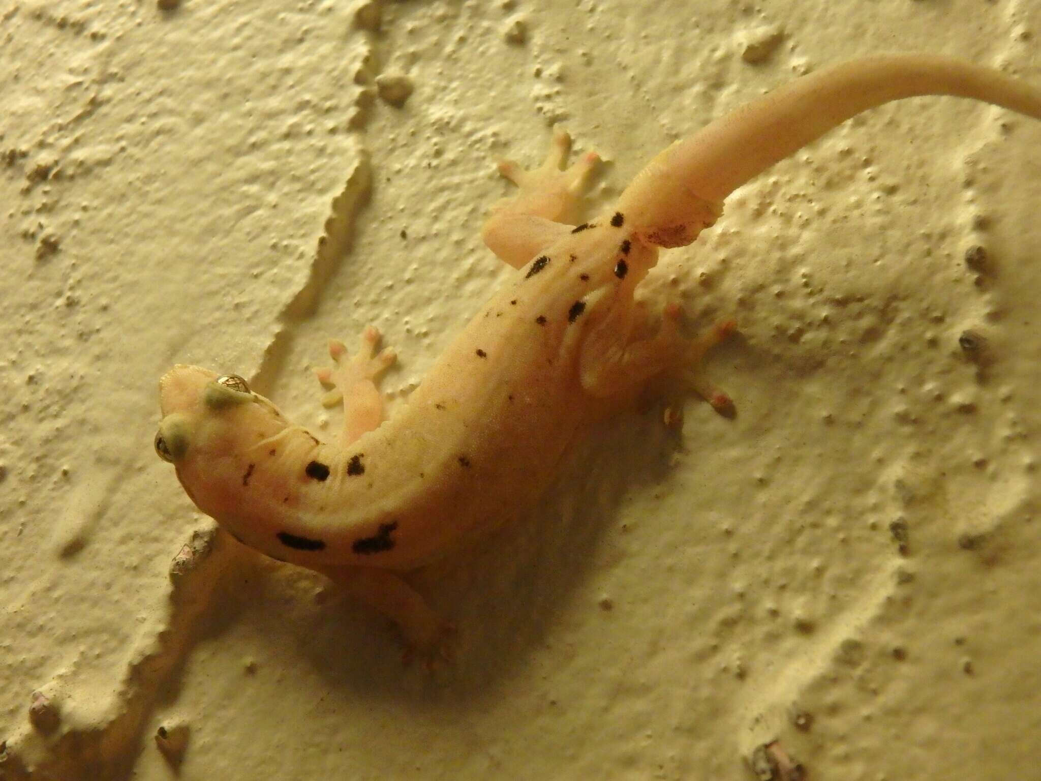 Image of Common Smooth-Scaled Gecko