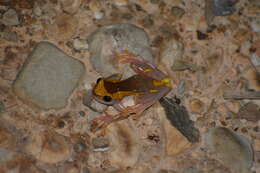 Image of Dendropsophus salli Jungfer, Reichle & Piskurek 2010