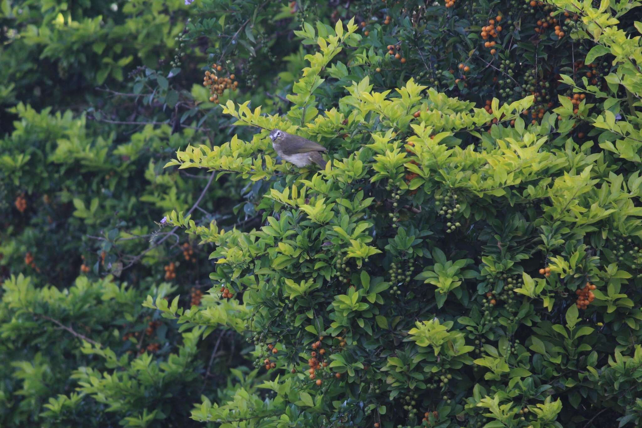 Image of White-browed Bulbul