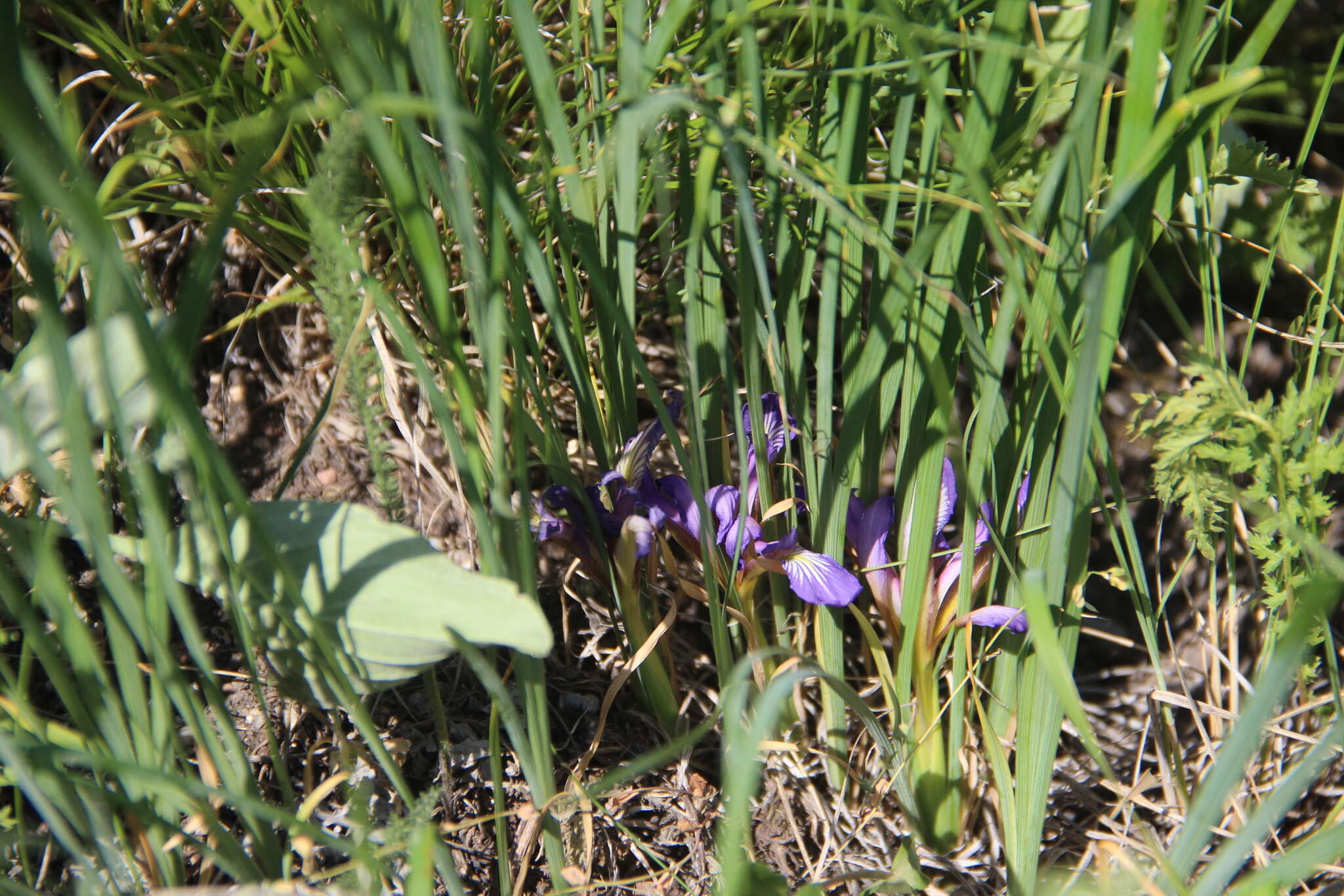 Plancia ëd Iris pontica Zapal.