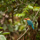 صورة Pelargopsis capensis innominata (Van Oort 1910)