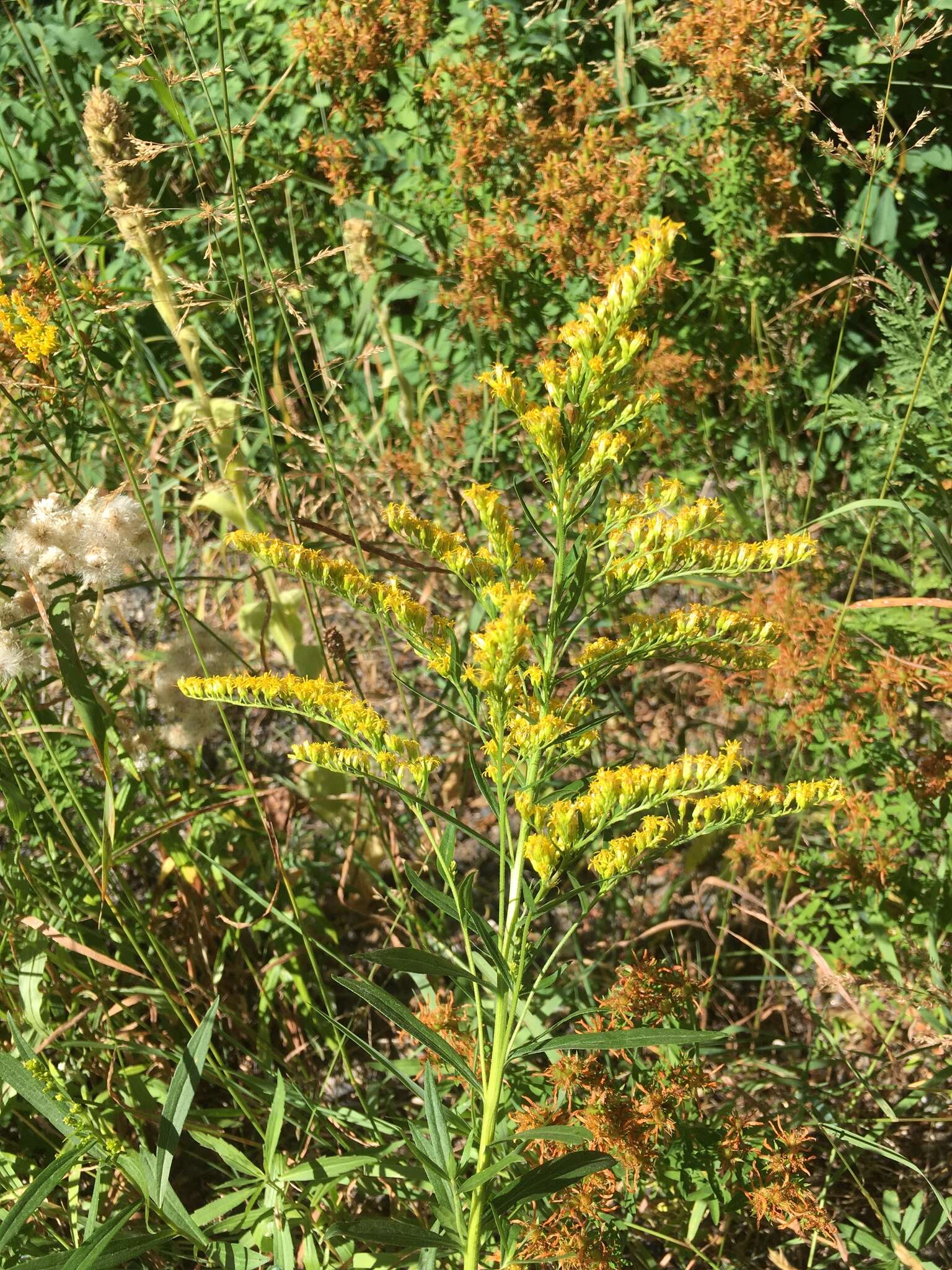 Image of rough Canada goldenrod