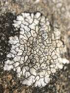 Image of mountain lichen