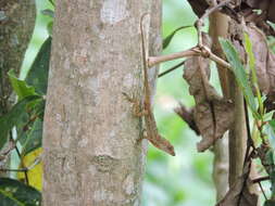 Sivun Anolis polylepis Peters 1874 kuva