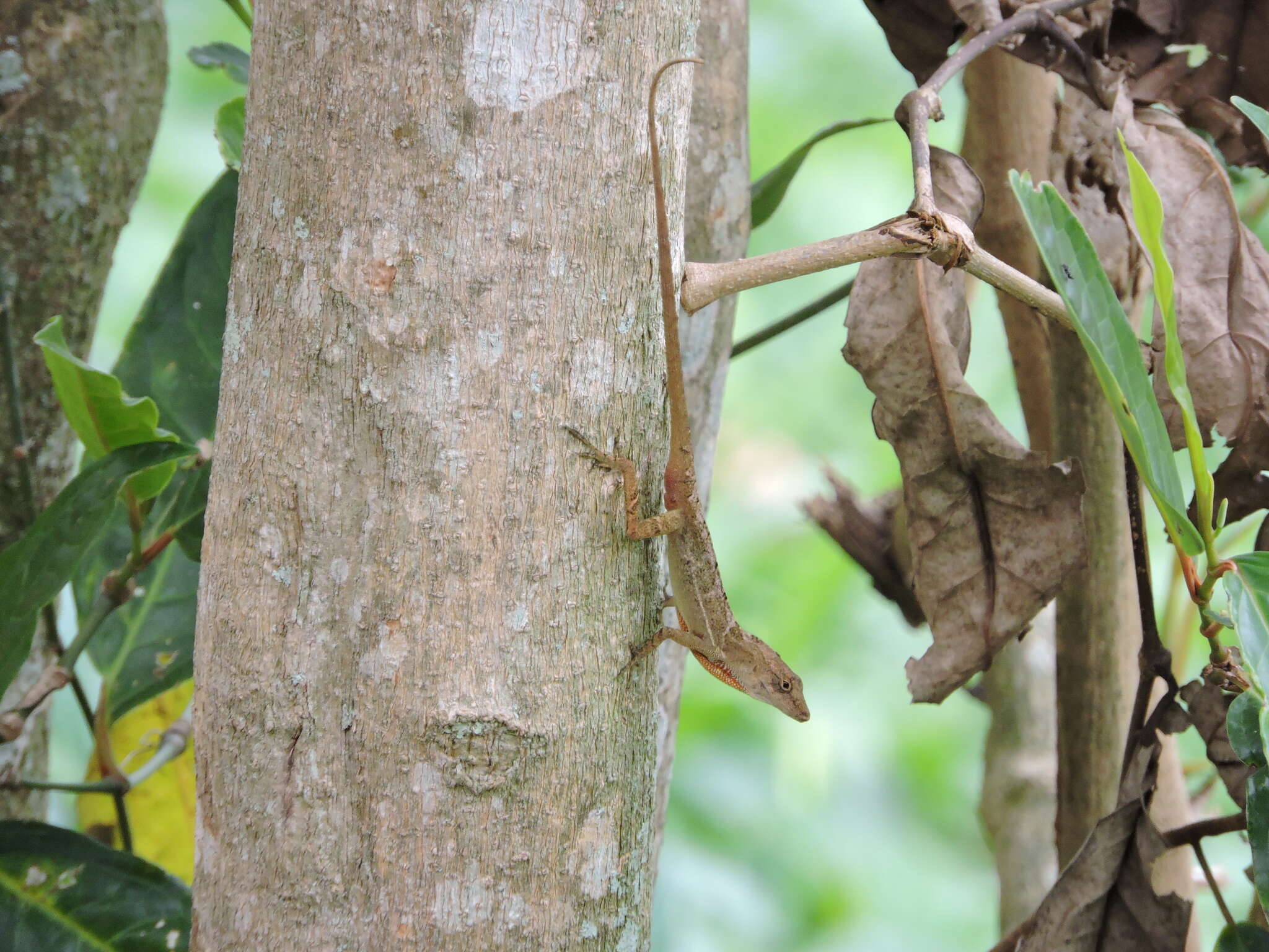 Sivun Anolis polylepis Peters 1874 kuva