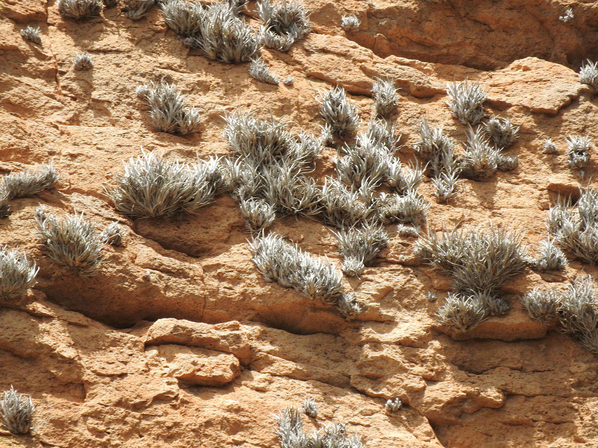 Imagem de Tillandsia fresnilloensis W. Weber & Ehlers