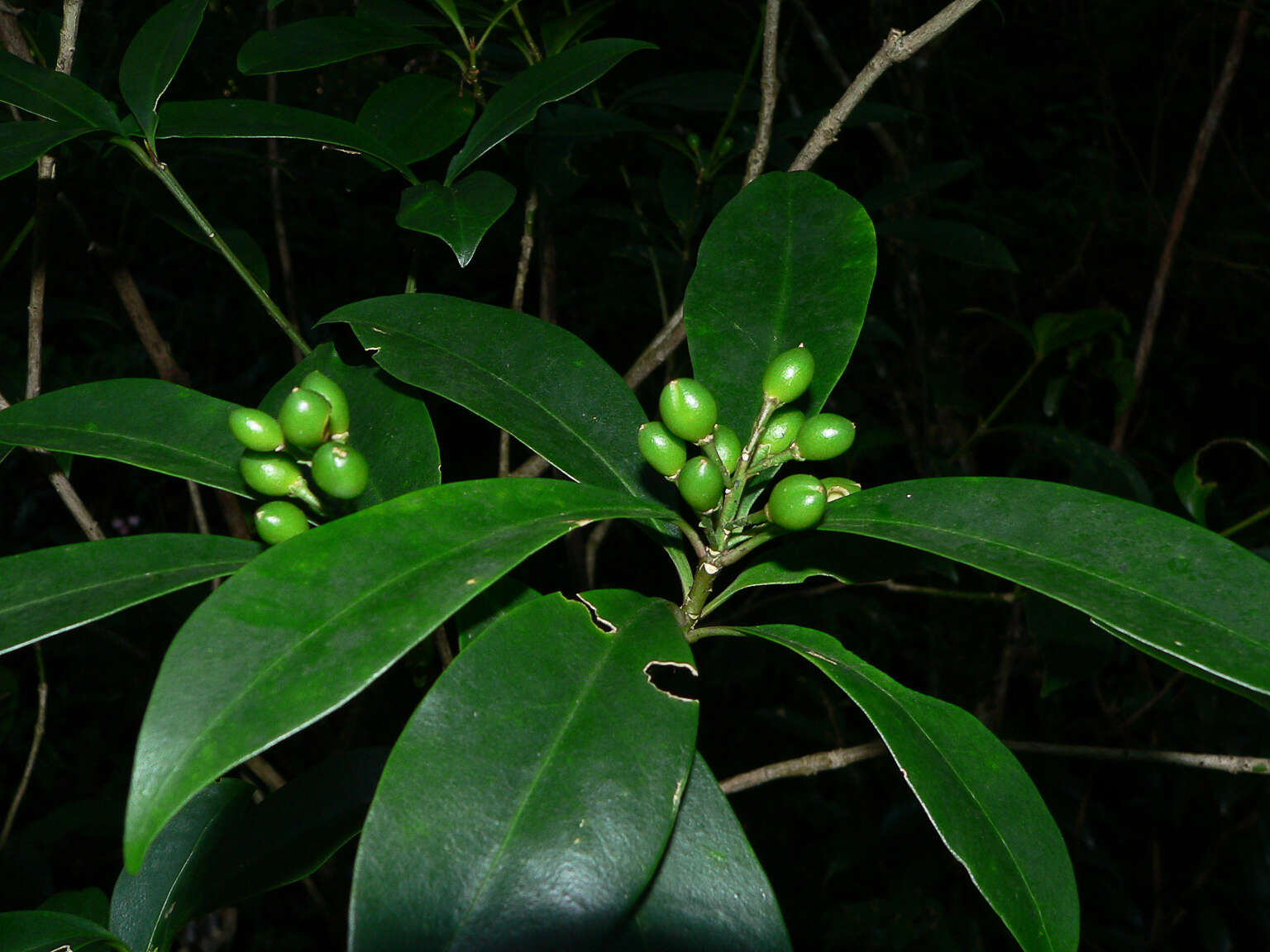 Image of Skimmia