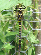 Image of golden-ringed dragonfly