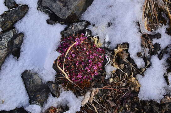 صورة Douglasia ochotensis (Willd. ex Roem. & Schult.) Hult.