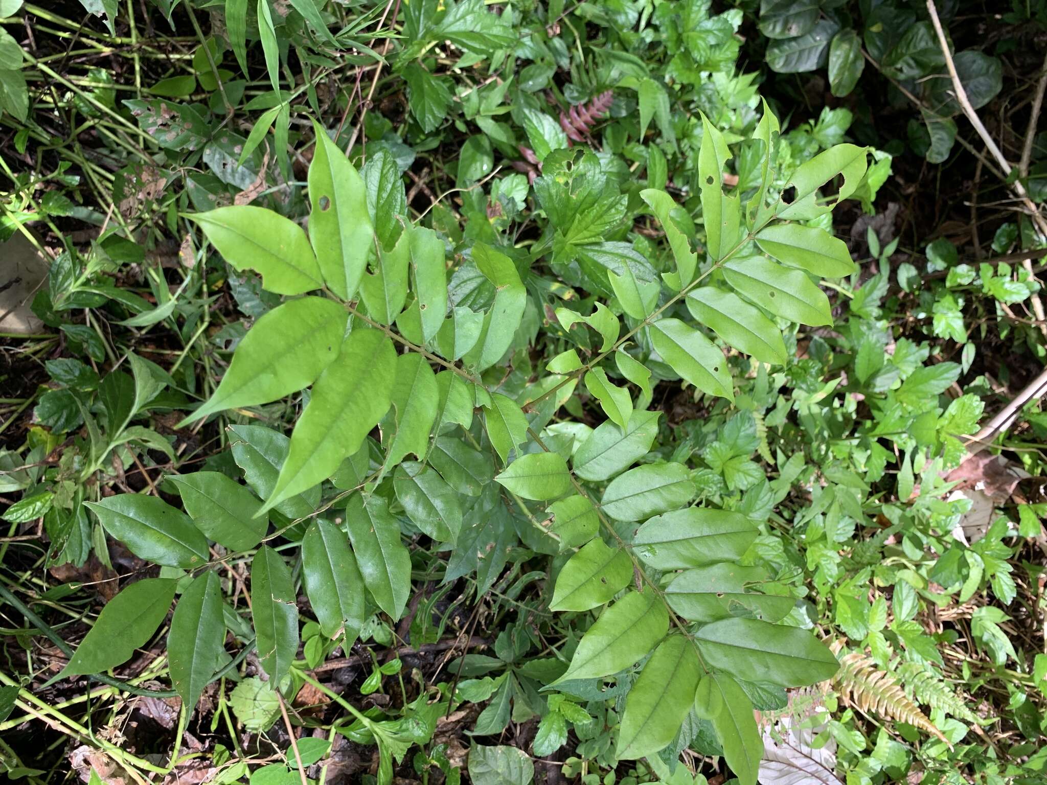 Plancia ëd Andira inermis (Wright) DC.