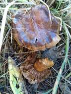 Tricholoma albobrunneum (Pers.) P. Kumm. 1871的圖片