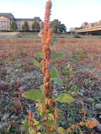 Image of redroot amaranth