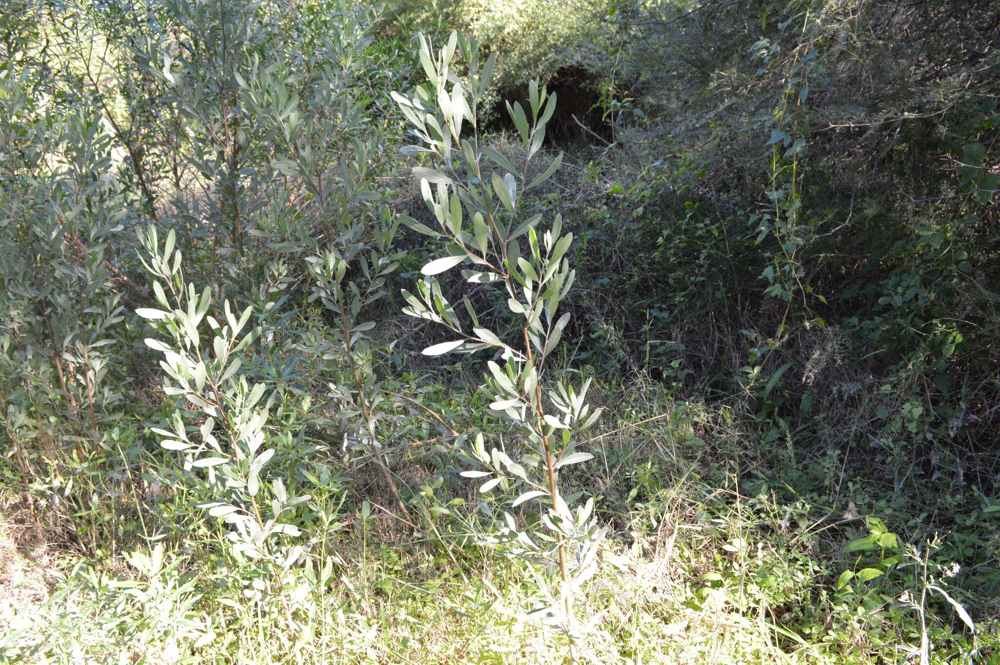 Plancia ëd Tessaria integrifolia var. ambigua (DC.) S. E. Freire