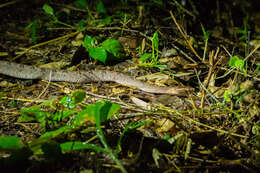 Image of Malayan Pit Viper