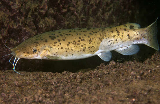 Image of Malapterurus tanganyikaensis Roberts 2000