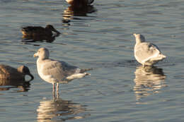 Image of Glaucous-winged Gull