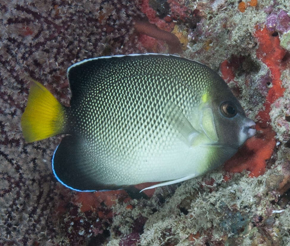 Image of Indian Yellowtail Angelfish