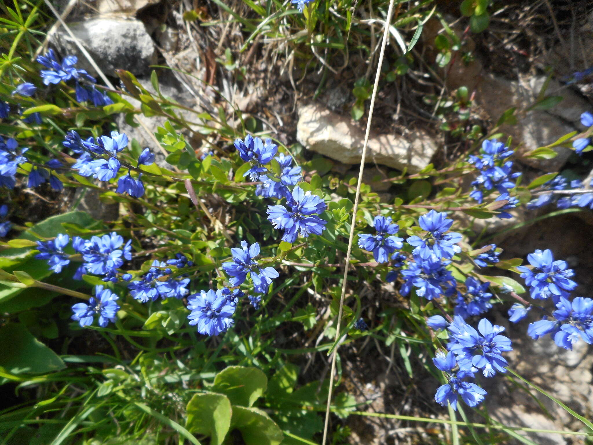 Image de Polygala alpestris Rchb.