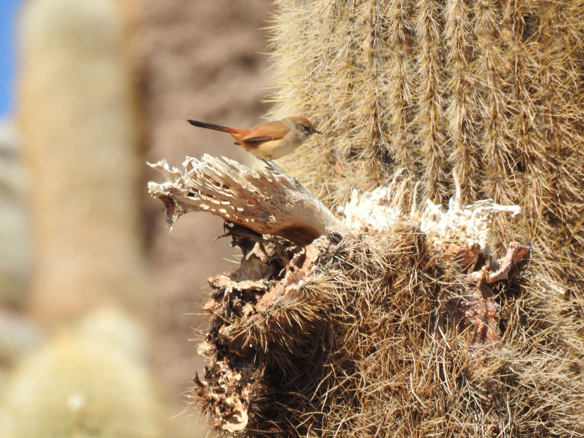 Image of Creamy-breasted Canastero