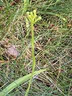 Image of Platanthera pallida P. M. Br.