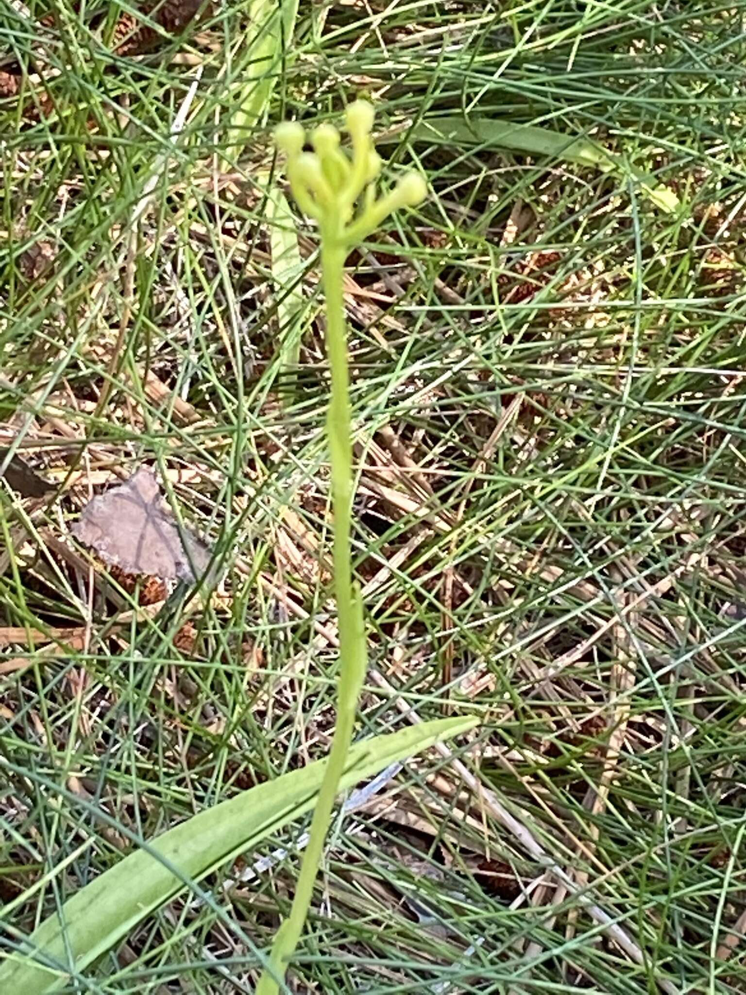 Platanthera pallida P. M. Br. resmi