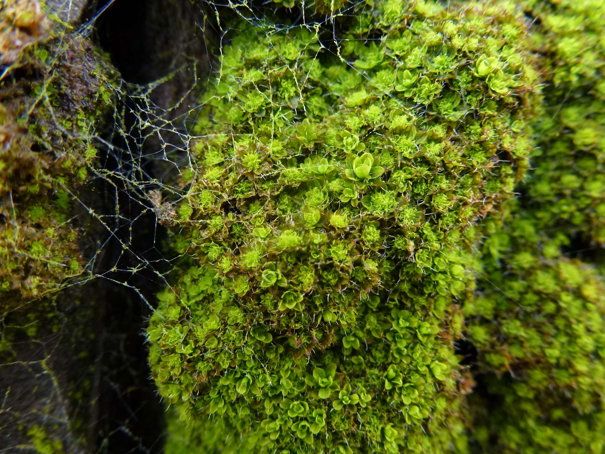 Image of small hairy screw-moss