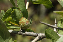 Plancia ëd Commiphora glandulosa Schinz